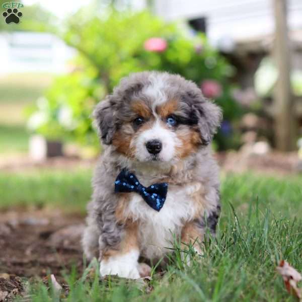 George, Bernedoodle Puppy